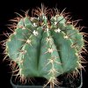 Melocactus_axiniforus